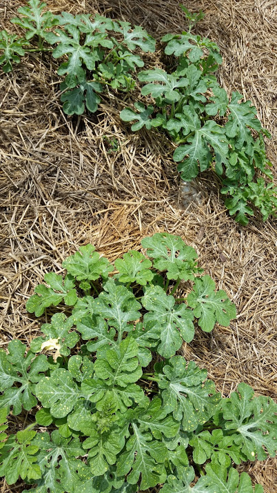 20160805_124545.jpg
