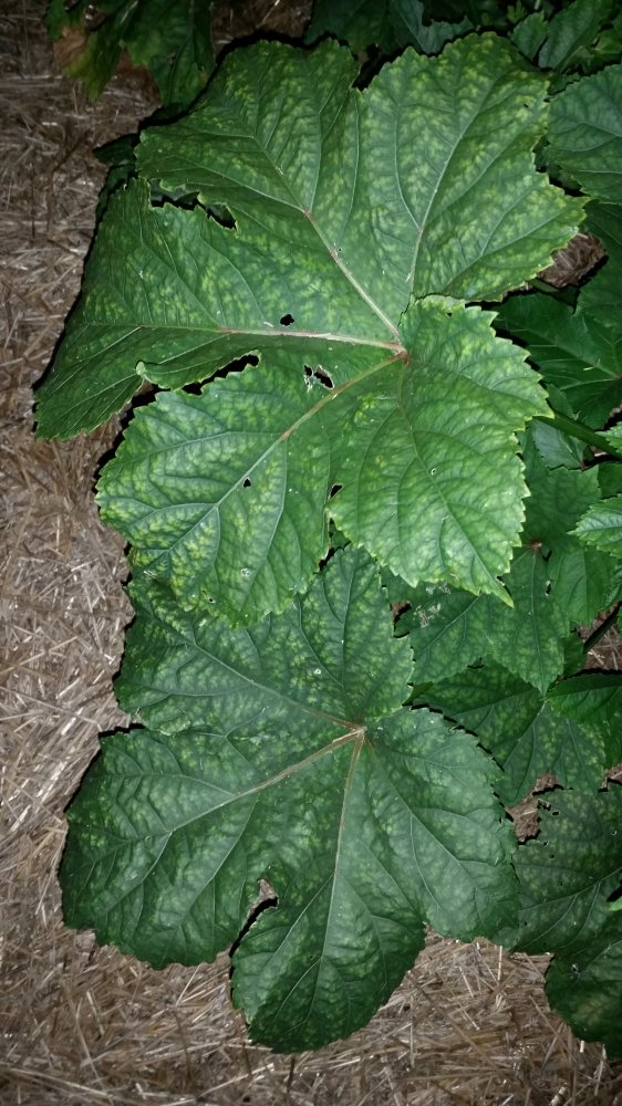 20160829_214554.jpg