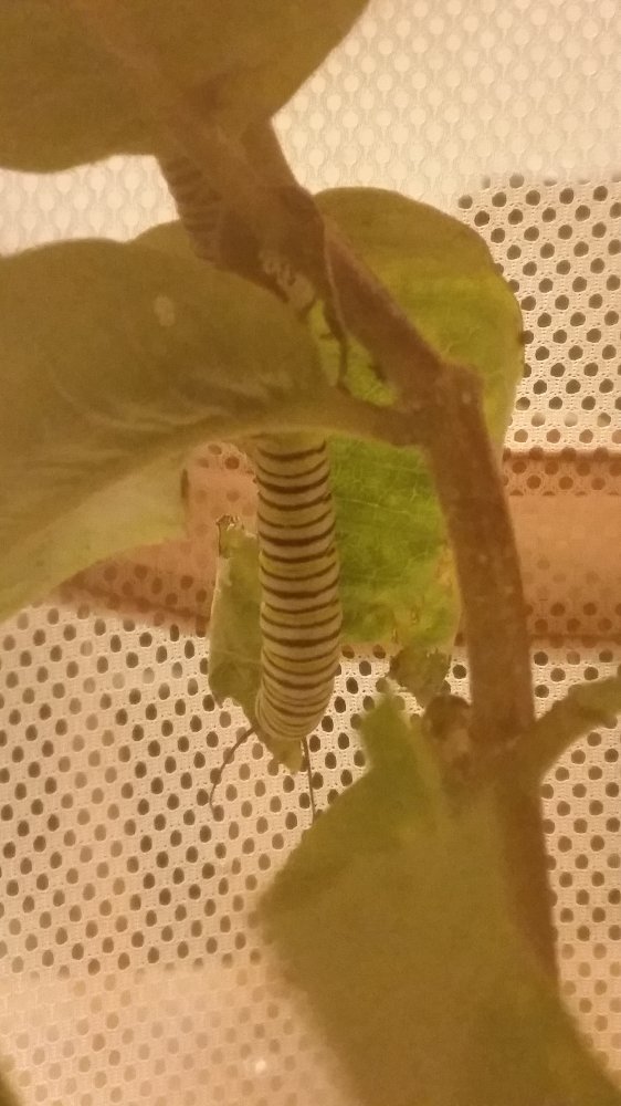 20160910_224326.jpg