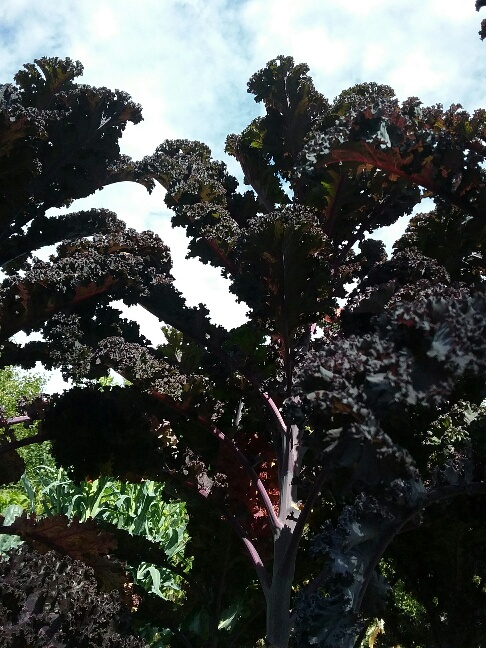 20160919_131421_resized.jpg