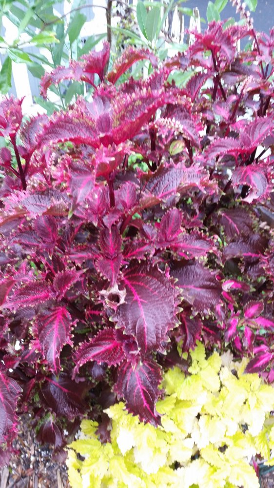 20161001_081047.jpg
