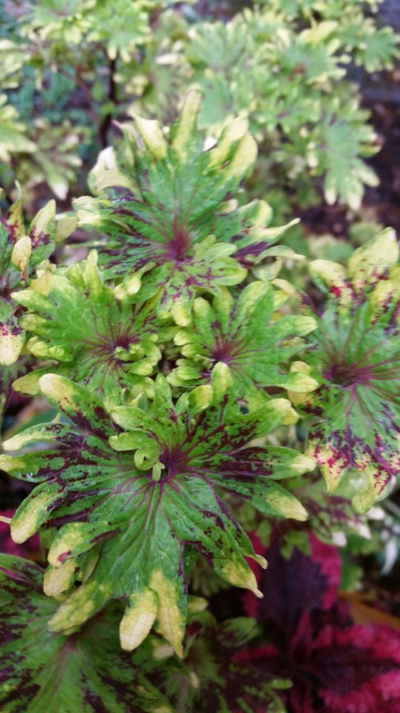 20161001_081356.jpg