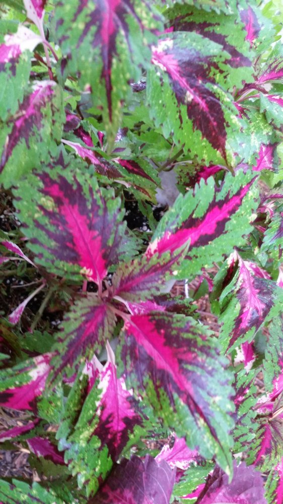 20161001_081512.jpg