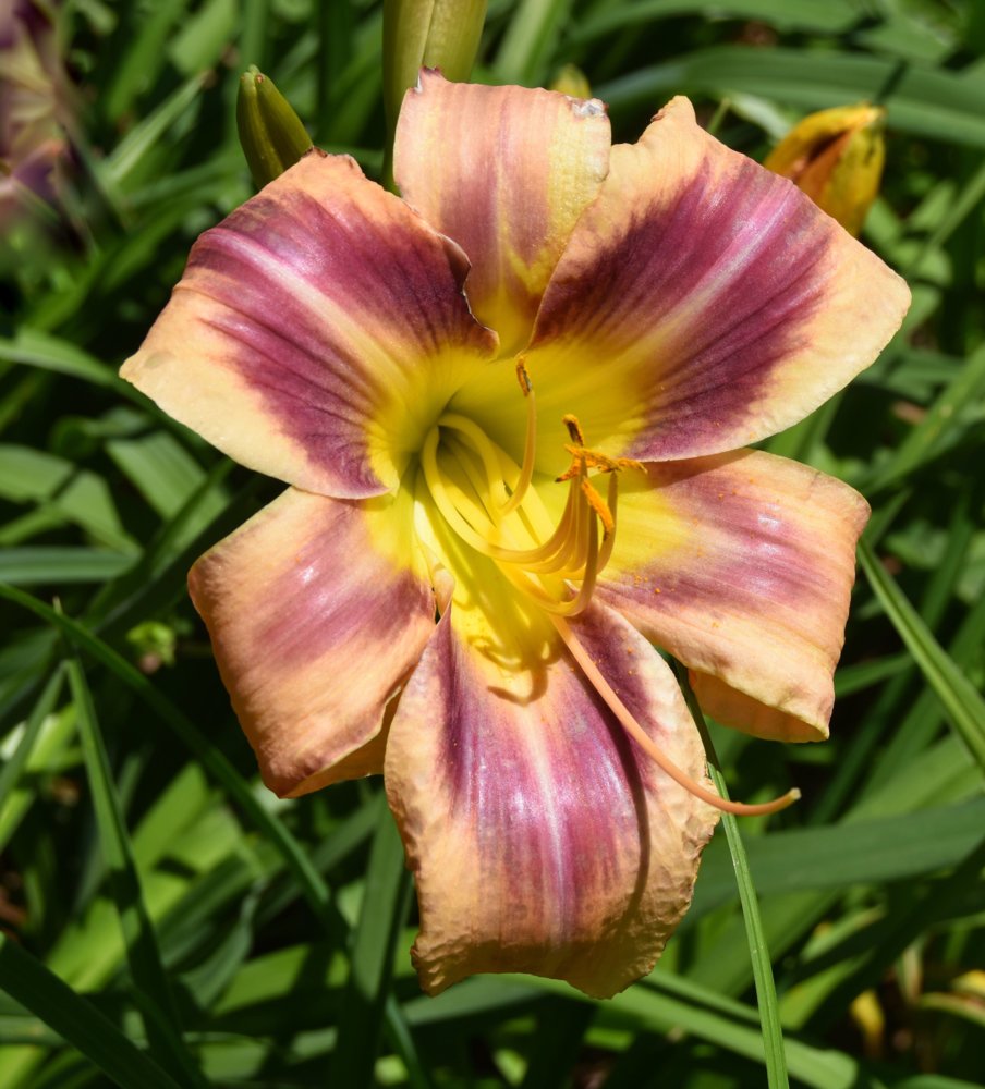 2017 seedling.jpg