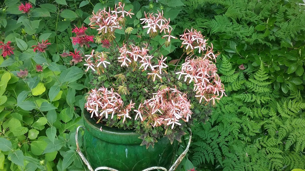 20170715_092106.jpg