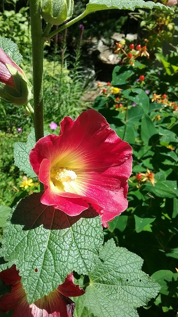 20170721_130348.jpg
