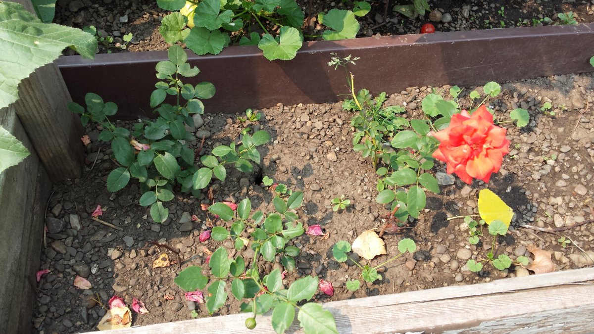 20170811_121326.jpg