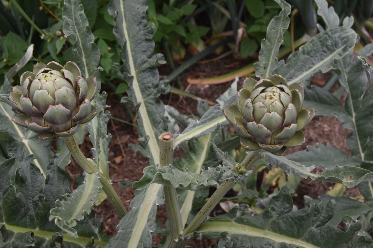 2018 artichokes.jpg