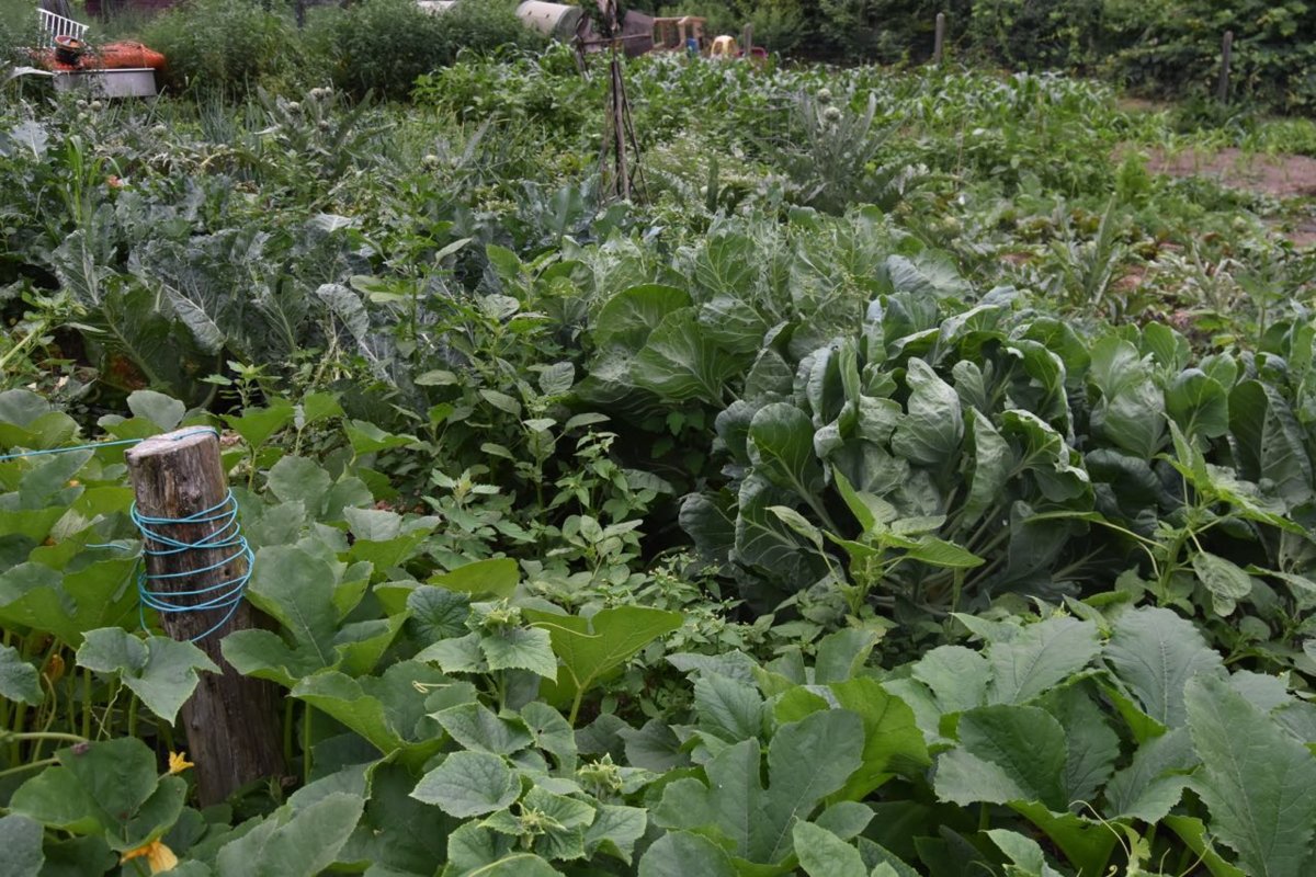 2018 garden.jpg
