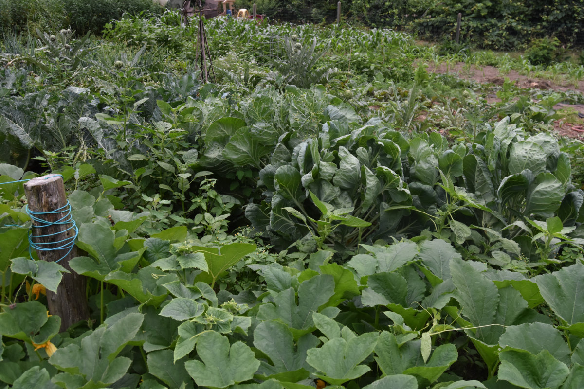 2018 garden.jpg