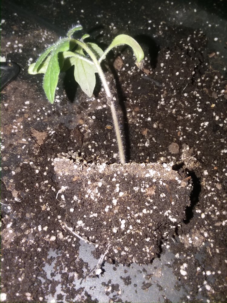 20180422_172309.jpg