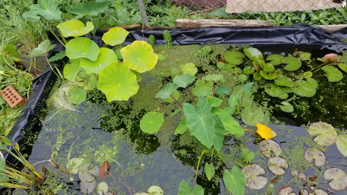 20180623_121011.jpg