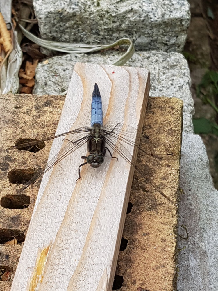 20180624_132818.jpg