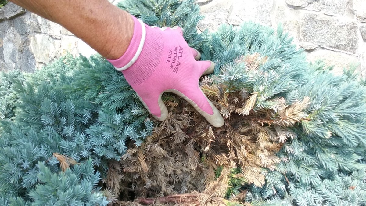 lllustrated tips to pruning a Bluestar juniper TheEasyGarden Easy