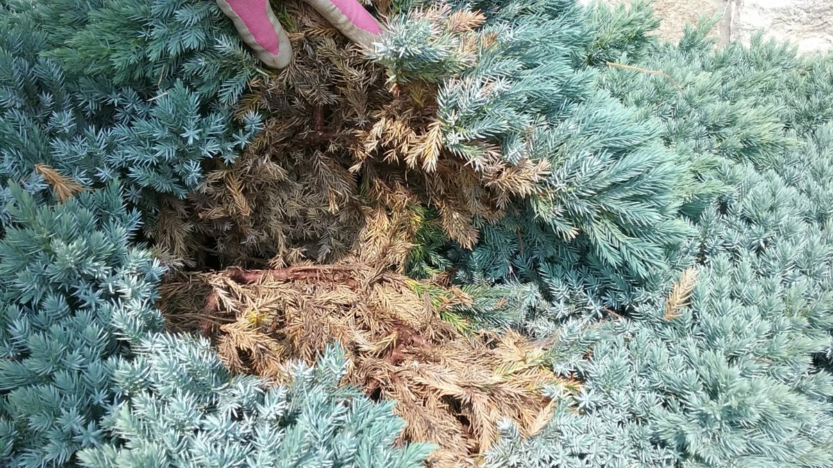 lllustrated tips to pruning a Bluestar juniper TheEasyGarden Easy, Fun, & Fulfilling Gardening