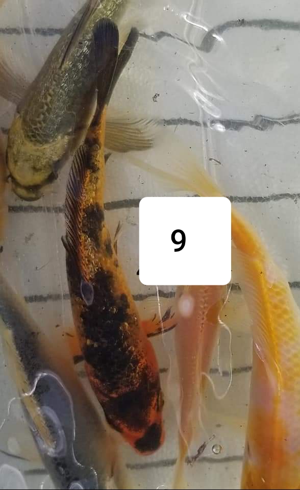 20190612_124933.jpg