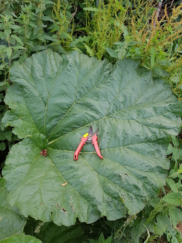 20190620_190651.jpg