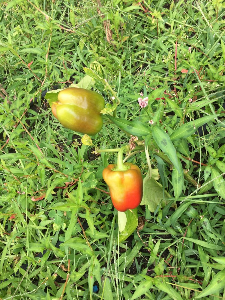 20190807_191919383_iOS.jpg
