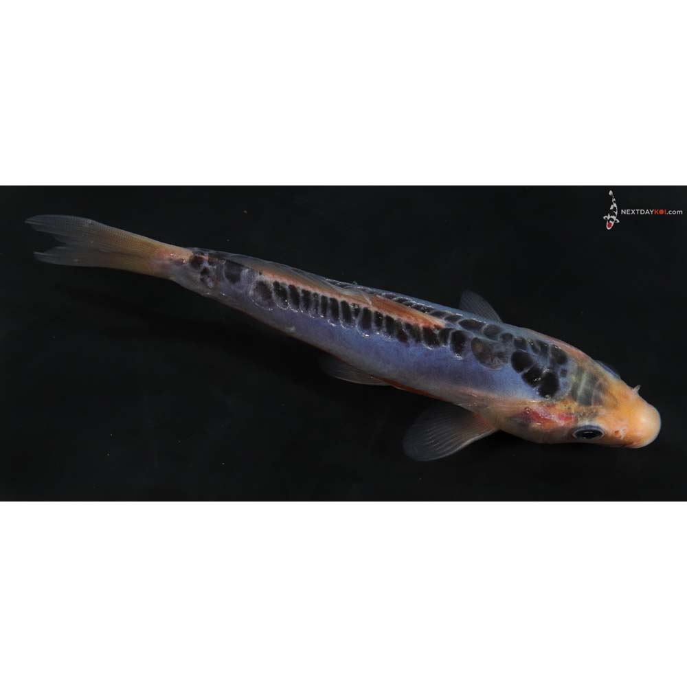 2020.03.20_D_36_03-50.jpg