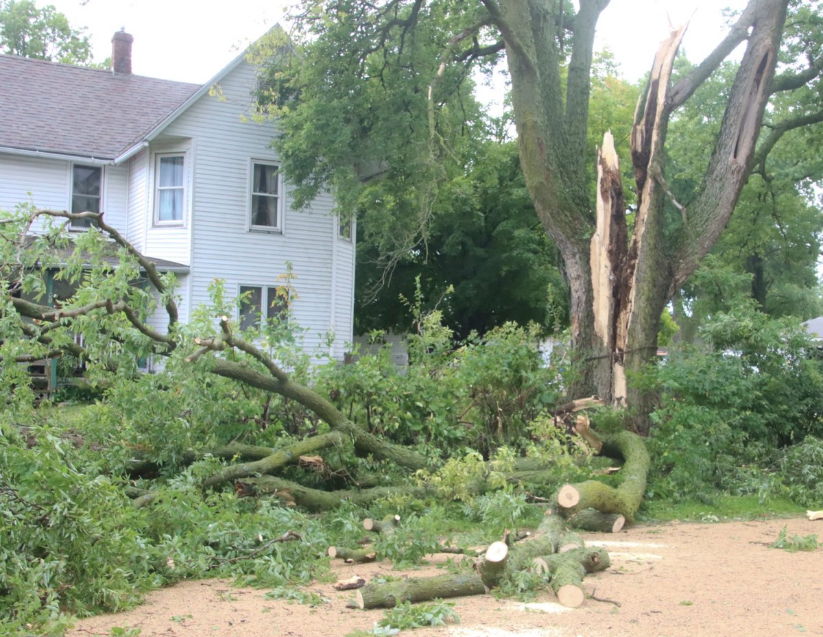 20200812-150553- Long Grove tree.jpg