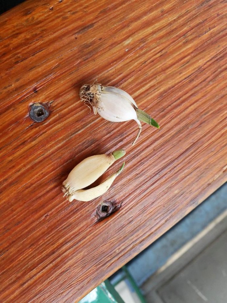 2021 garlic, 05-04-23.jpg