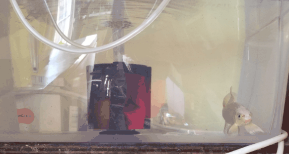 20210110_121254.gif