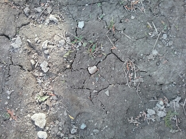 20210409_171302_resized.jpg