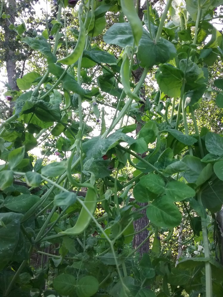 20210710_175348.jpg