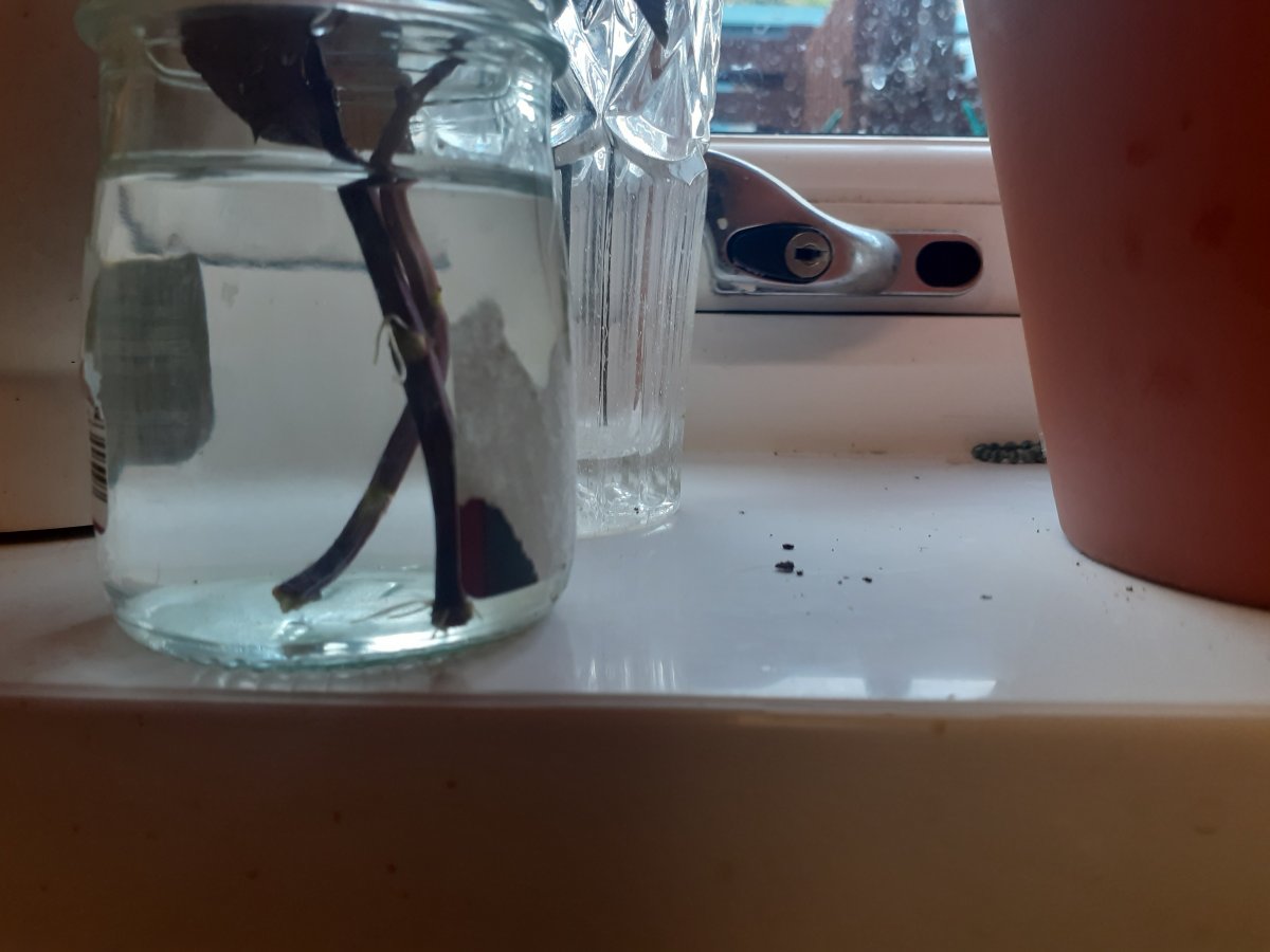 20210713_183042.jpg