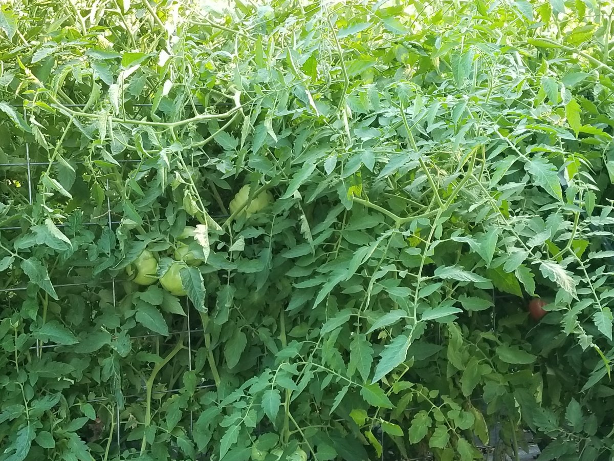 20210723_184000.jpg