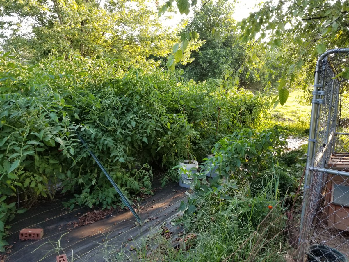 20210723_184003.jpg