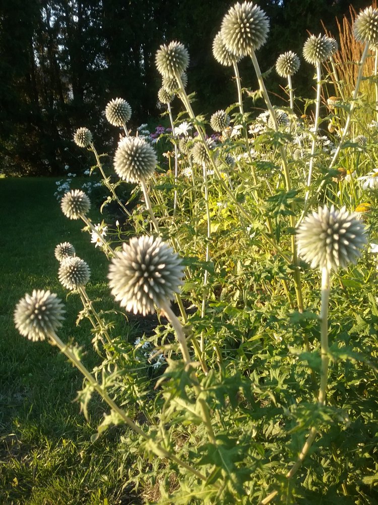 20210727_200559.jpg
