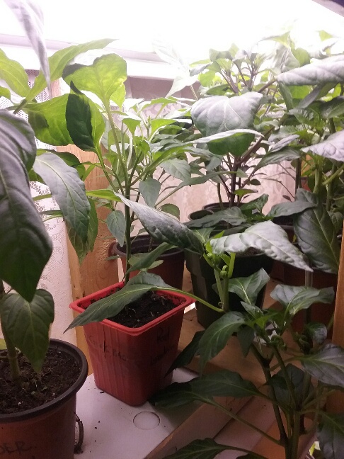 20220131_190609_resized (1).jpg