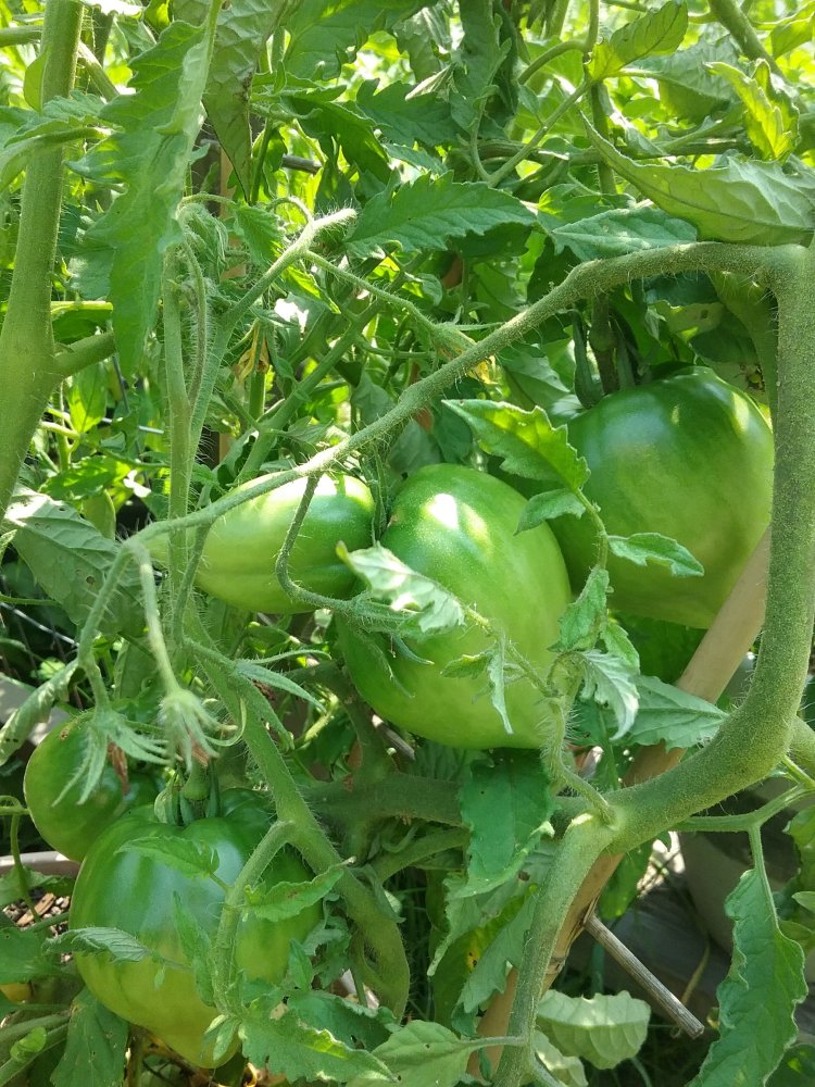 20230710_151410.jpg