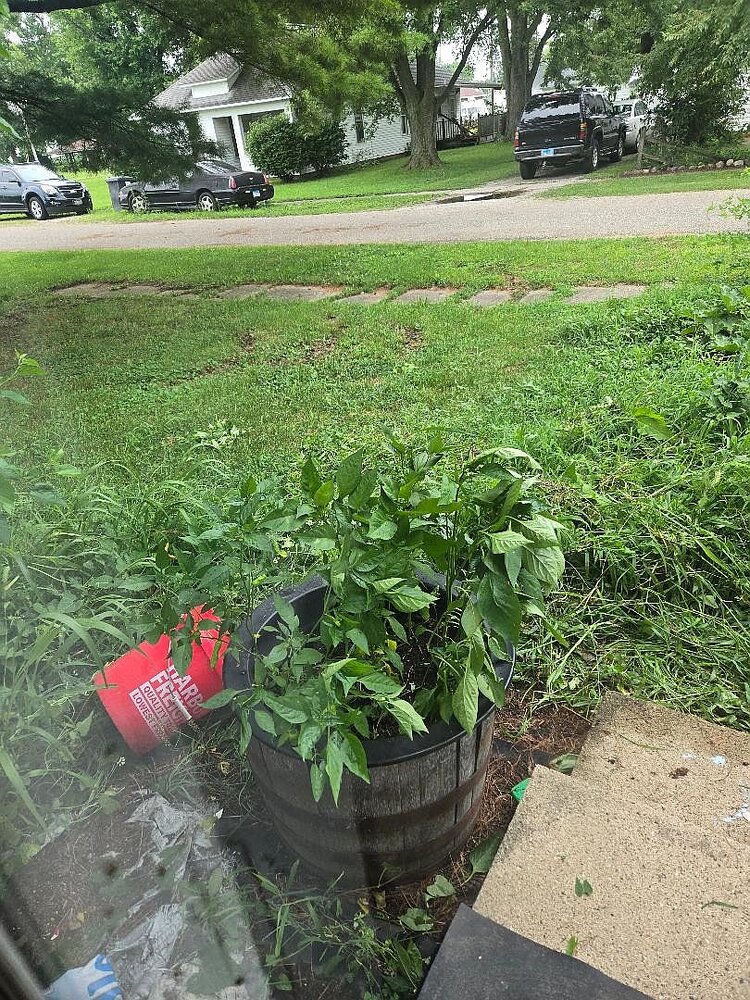 2025 Front porch peppers, after weeding, 07-31-25, #1.jpg