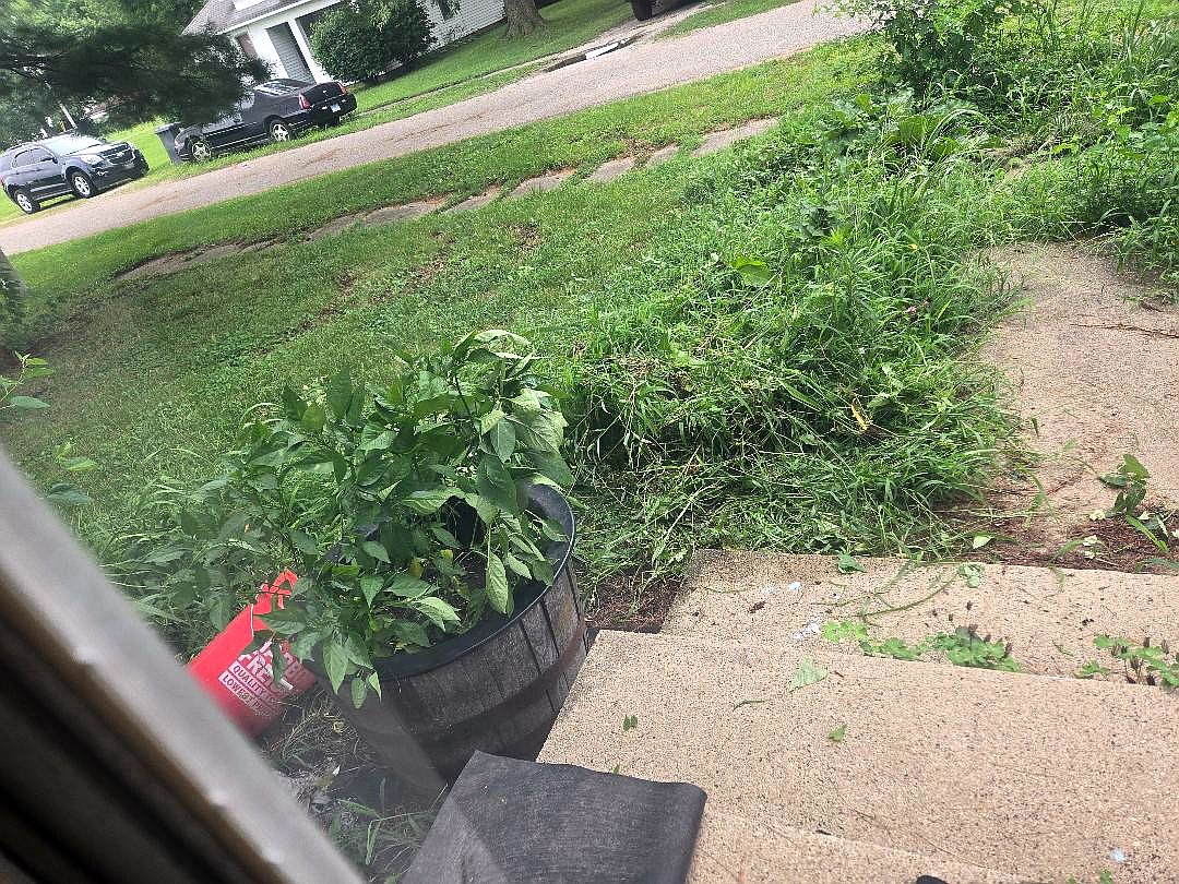 2025 Front porch peppers, after weeding, 07-31-25, #2.jpg