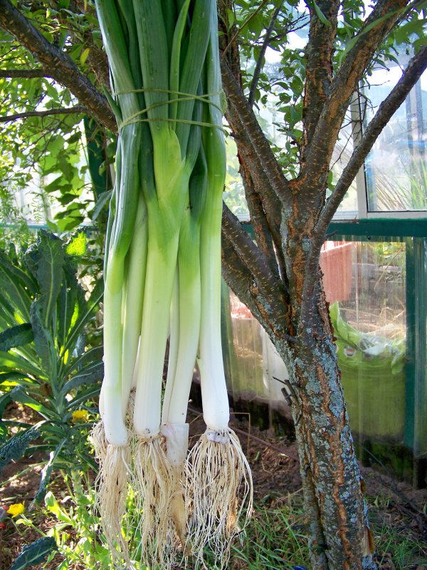 Green Onions Shandong Giant Green Onion TheEasyGarden Easy Fun 