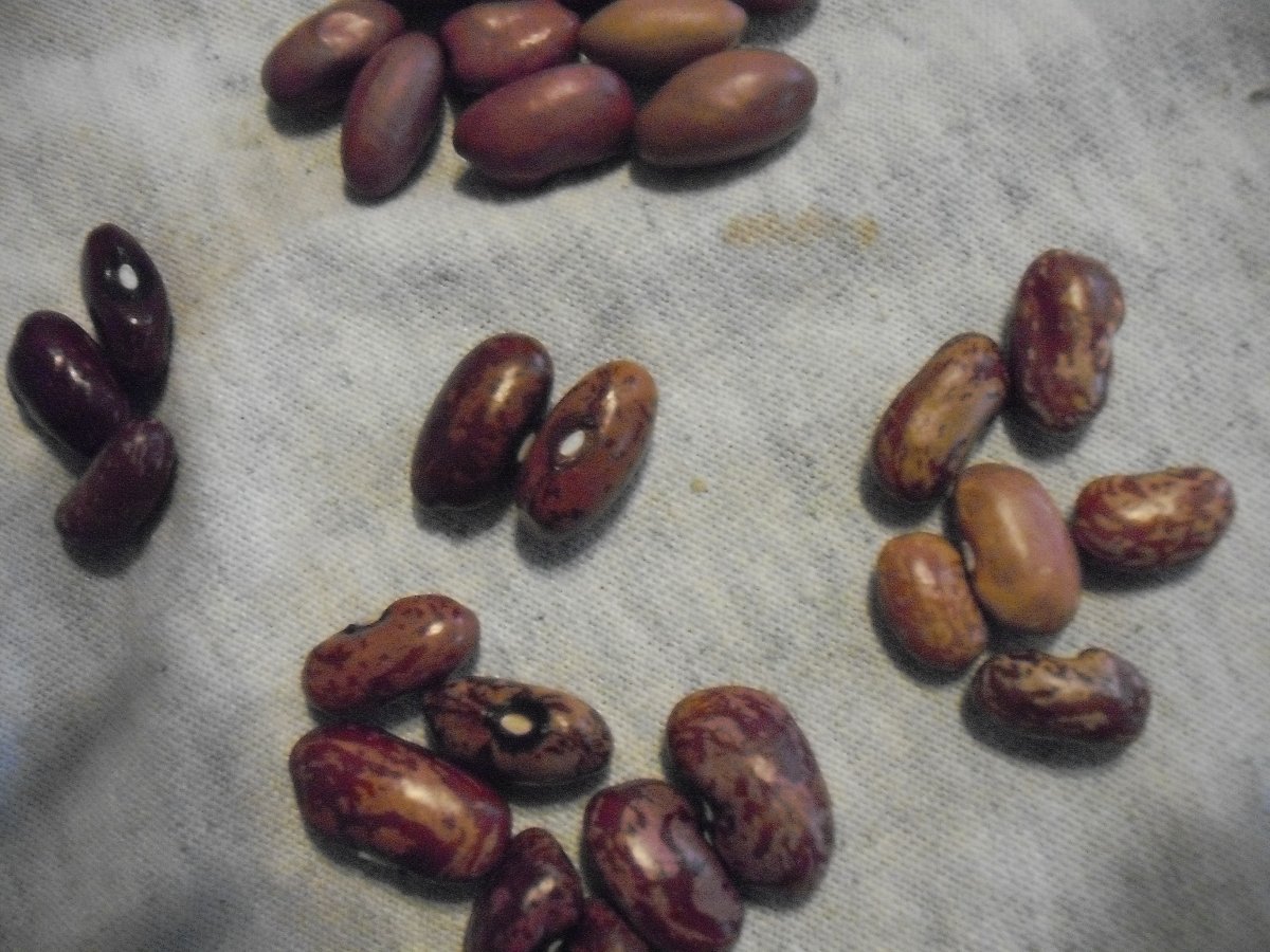 27 All Beans.JPG