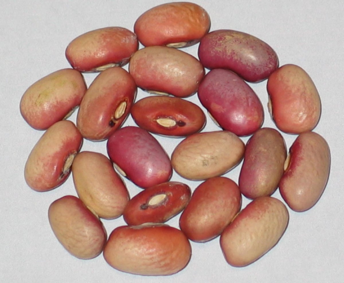 #28-01-03A Osakis.jpg