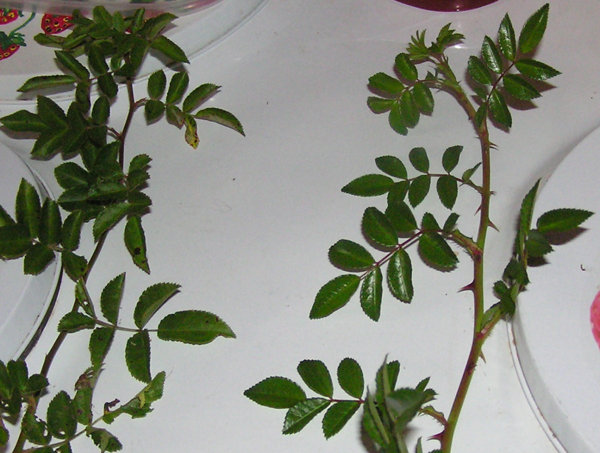 2RoseComparison.JPG