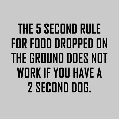 2sdog.jpg