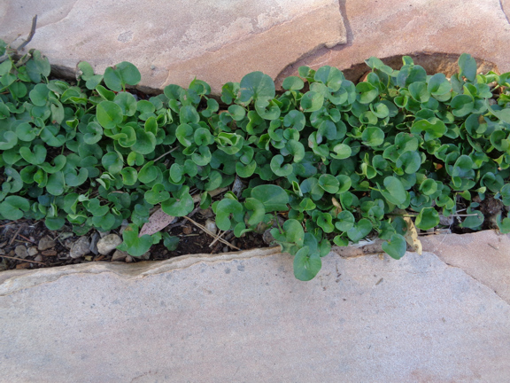 3 18 16 Dichondra 02 email.JPG