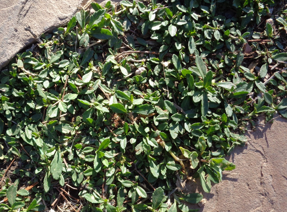 3 18 16 Ground cover 04 email.JPG