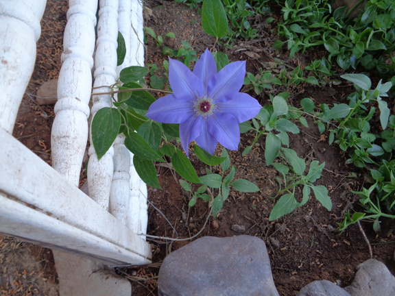 3 25 16 Clematis flower email.JPG