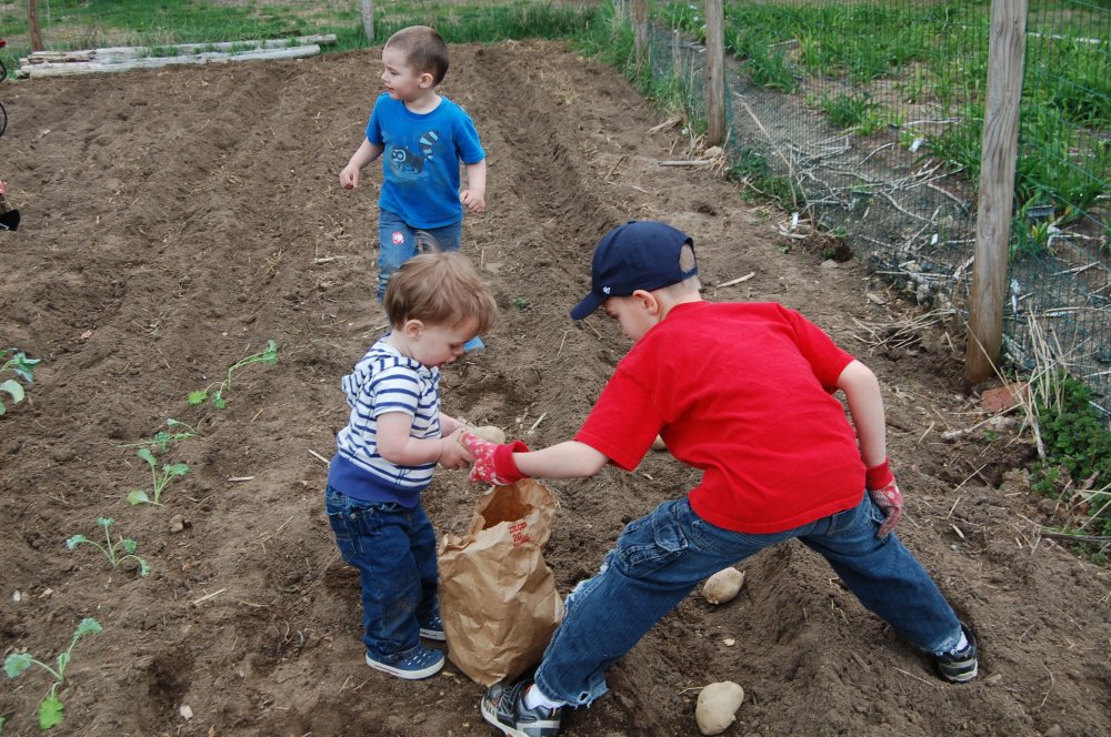 3 boys planting .jpg