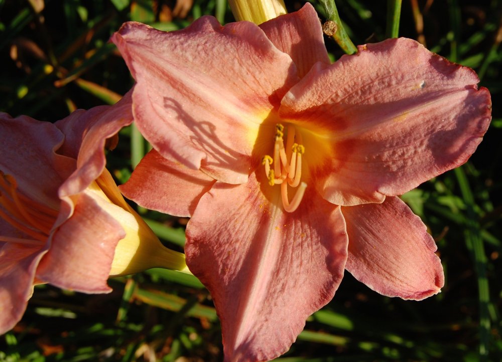 3 pinkish.jpg