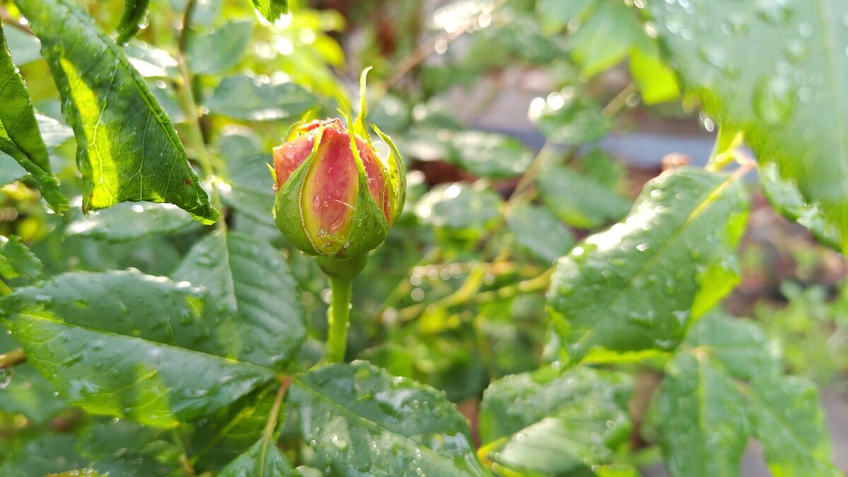 31389_2.jpg