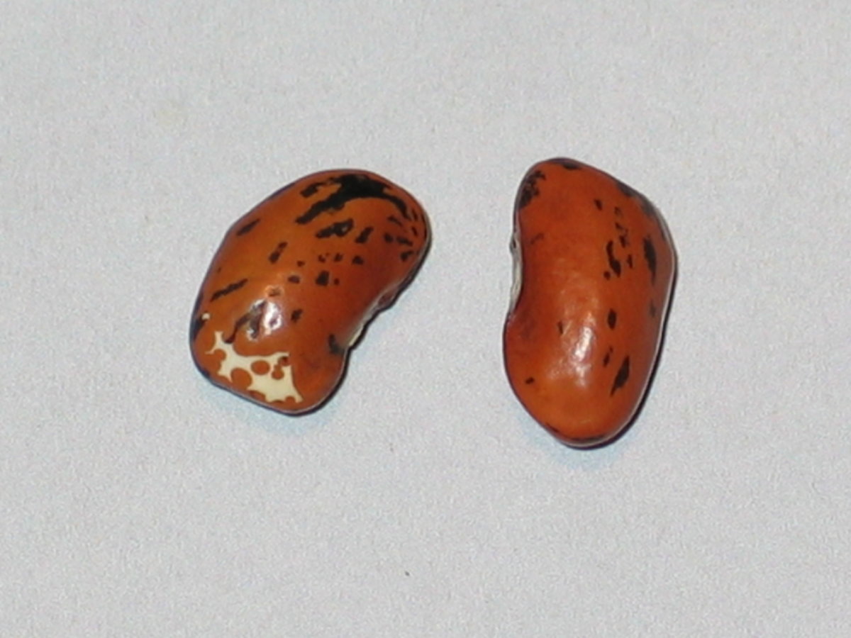 #32 - 93-DS-44-2009.jpg
