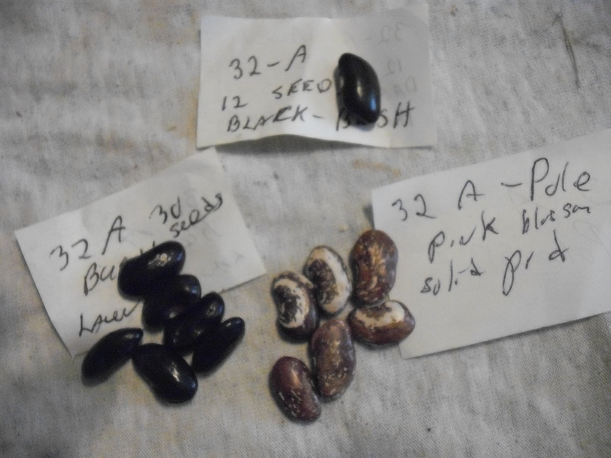 32A Beans.JPG