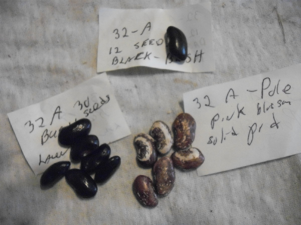 32A Beans.JPG